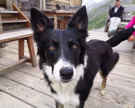 IMG_20210706_182915_1 C'est petit chien!!