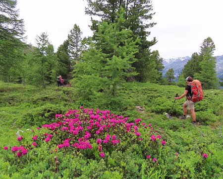 IMG_8459 Rhododendrons