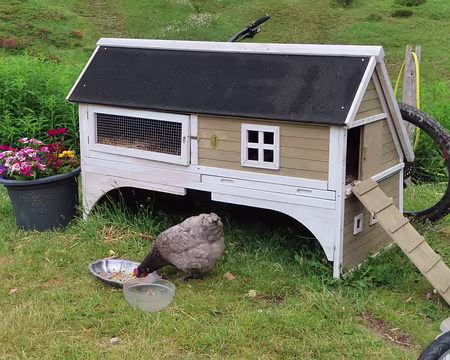 IMG_8663 Des poules heureuses !