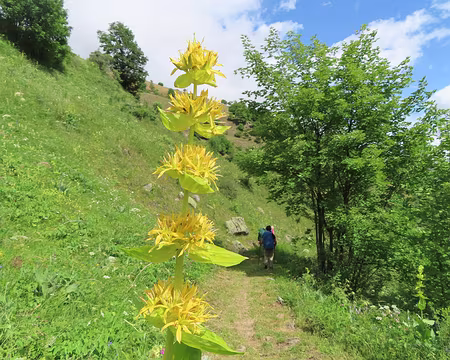 IMG_8747 Grande gentiane