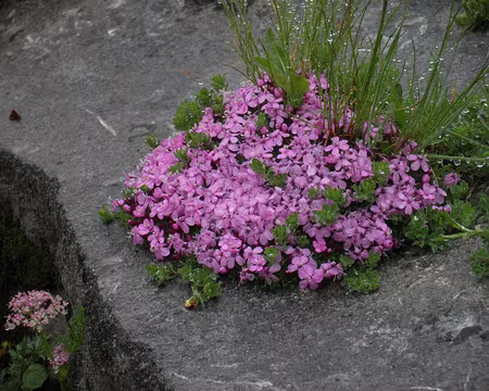 00014 saponaire sur un Lapiaz