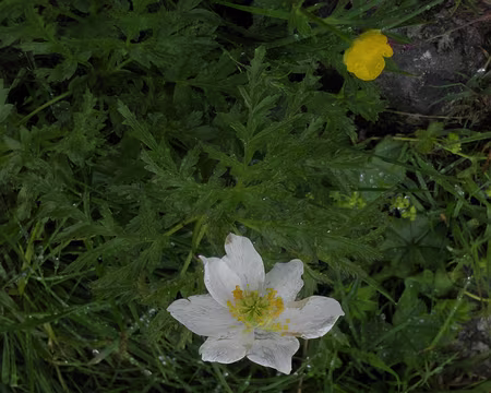 00021 dryade à 8 pétales