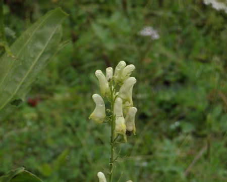 00027 aconit tue-loup