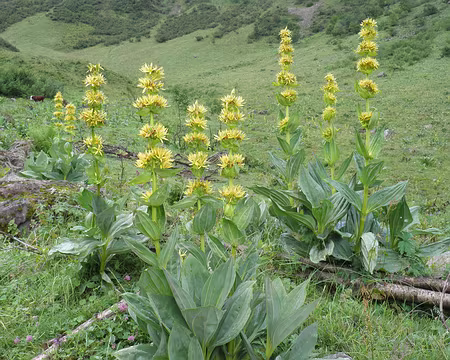 00034 gentiane vraie