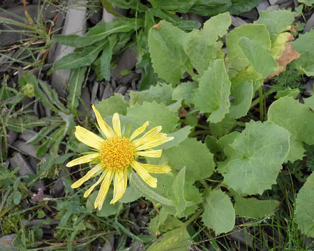 00038 pas arnica ni seneçon doronic