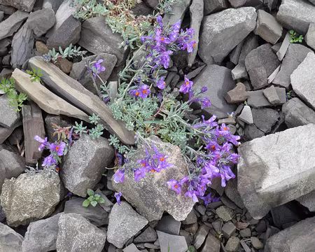 00040 linaire des Alpes