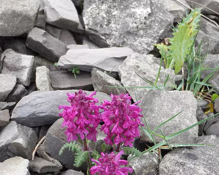 00041 pédiculaire verticillée