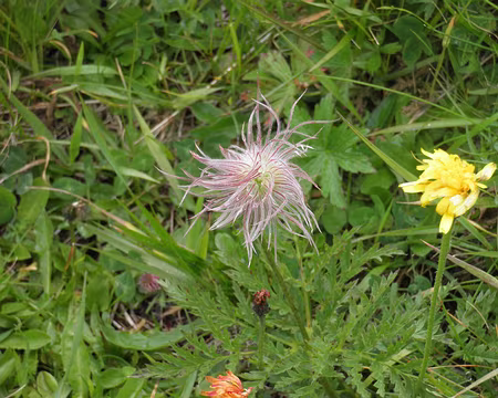 00050 anémone pulsatille après floraison