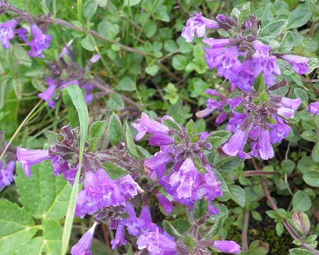 00055 calament des Alpes