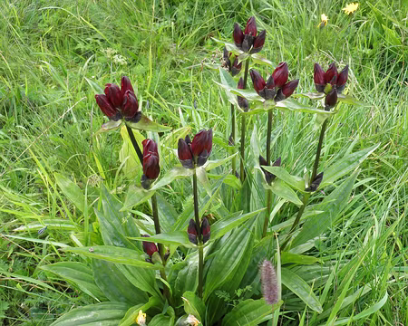 00061 gentiane pourpre