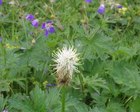 00063 raiponce blanche