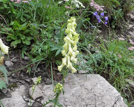 00079 aconit tue-loup