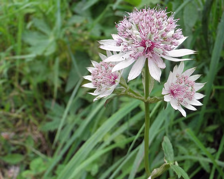 00083 grande astrance