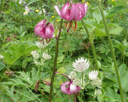 00085 grande astrance et lys martagon