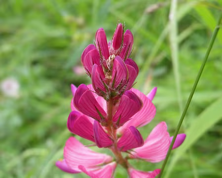 00090 sainfoin