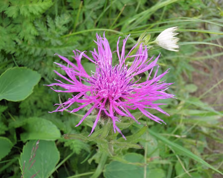 00096 centaurée jacée
