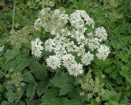 00104 berce laineuse