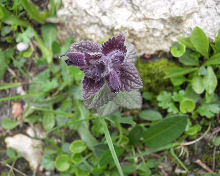 00115 bartsia des Alpes