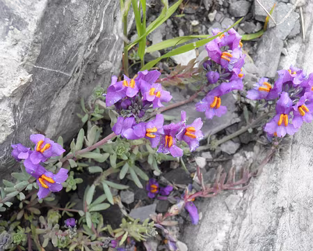 00123 linaire des Alpes