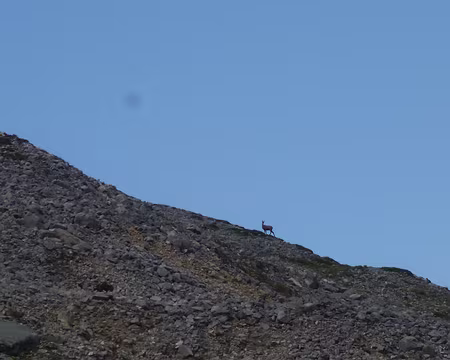 P1130933 J2 - Un chamois