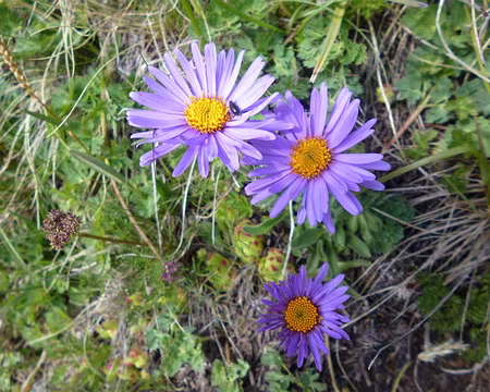 P1130937 Aster des Alpes
