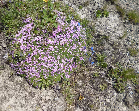 P1130942 Silène acaulis