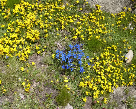 P1130958 Gentianes printanières entourées de cytise de Sauze