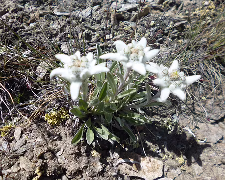 P1130959 Edelweiss