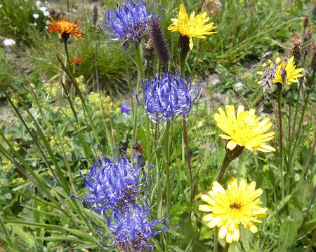 P1130962 Raiponce orbiculaire