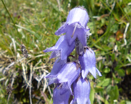 P1130965 Campanule barbue