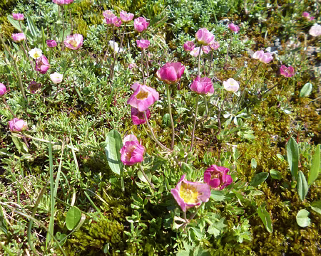 P1130971 Renoncule des glaciers