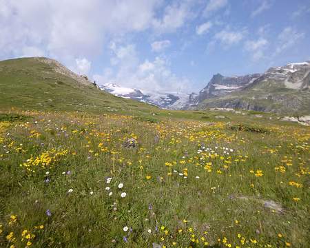 P1130974 Prairie fleurie
