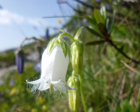 P1130982 Campanule barbue blanche