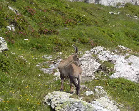 P1130987 La femelle bouquetin est une étagne