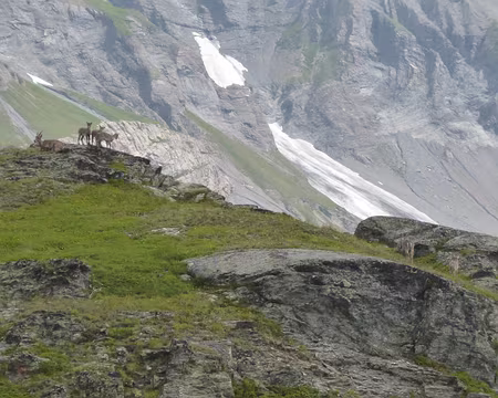 P1130988 3 cabris sur le rocher