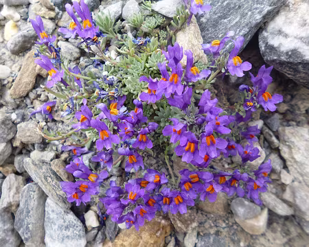 P1130993 Linaire alpine