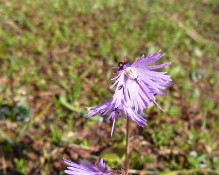 P1140006 Les soldanelles apparaissent peu après la fonte de la neige.