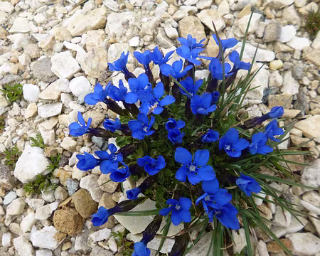 P1140034 Gentianes printanières