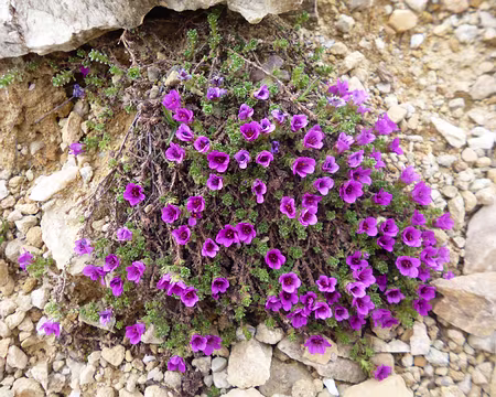 P1140042 Saxifrage à feuilles opposées