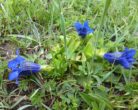 P1140045 Gentianes de Koch
