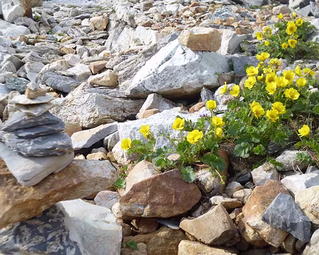 P1140050 Anémone soufrée