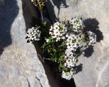 P1140051 Cardamine resedifolia