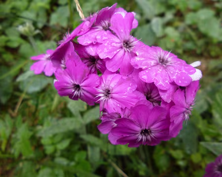 P1140089 Lychnis flos-jovis, oeillet de dieux