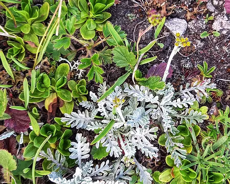 016v Seneçon blanchâtre