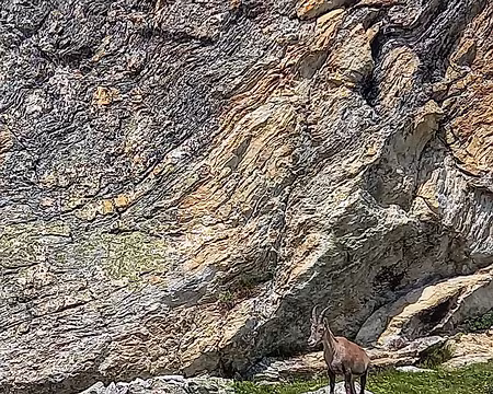 030v Elle ne bougeait pas, sa petite troupe pas loin d'elle. Une étagne, d'après les bergers rencontrés là.