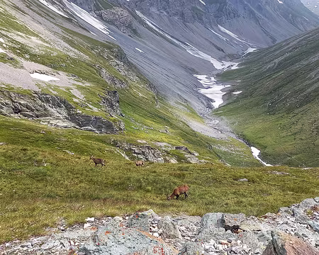 031v Le troupeau de bouquetins au dessus du torrent de la Leisse et du gr qui mène à Tignes.
