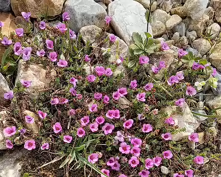 065v Saxifrages à feuilles opposées