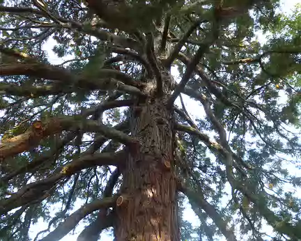 P1140113 Séquoia dans le parc de à l'anglaise de 87 ha.