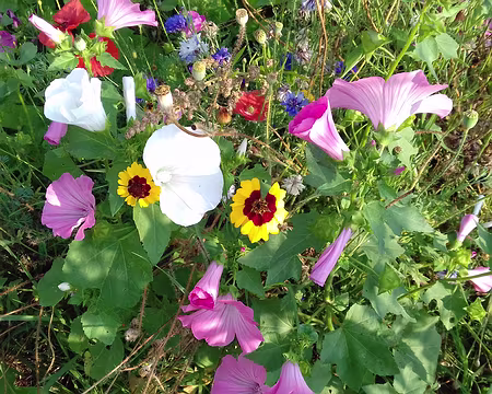 003 Fleurs dans le parc de Noisiel