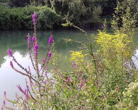 014 Plantes ripicoles